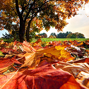 Autumn Home Insulation