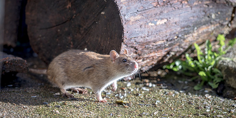 Will Spray Foam Keep Mice Out Of Your Home?