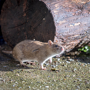 Rodent proof insulation